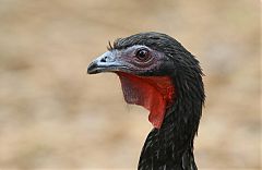 White-winged Guan